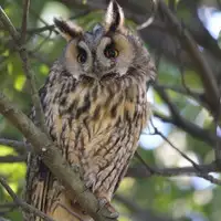 [Shiina] Noraneko Shoujo to no Kurashikata Ch. 4-12 [Chinese] [虎斑木菟漢化] [Digital]