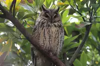 [Shiina] Noraneko Shoujo to no Kurashikata Ch. 4-10 [Chinese] [虎斑木菟漢化] [Digital]