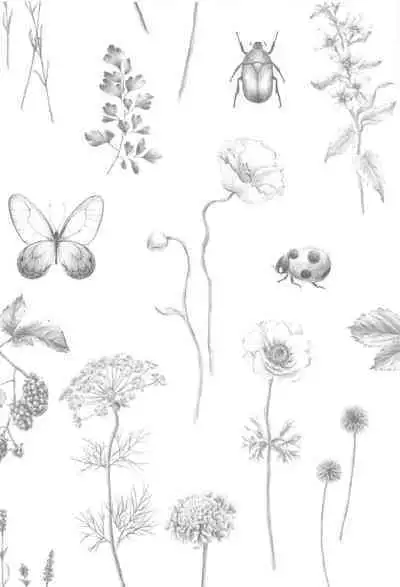 Doku o Kurawaba Sara made.