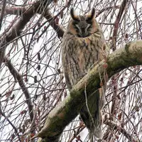 [Shiina] Noraneko Shoujo to no Kurashikata Ch. 4-15 [Chinese] [虎斑木菟漢化] [Digital]