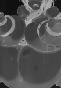 (Reitaisai 11) [Hadairo Rooibos Tea (Pandain)] Shokushu Chireiden 2 ~Satori Kakuchou Kaihatsu~ (Touhou Project) [Chinese] [可乐个人汉化]