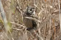 [Shiina] Noraneko Shoujo to no Kurashikata Ch. 4-10 [Chinese] [虎斑木菟漢化] [Digital]