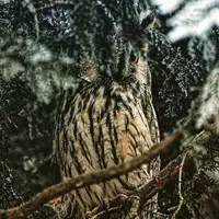 [Tarazoo] Summer Girl (COMIC Koh 2016-07) [Chinese] [虎斑木菟漢化]