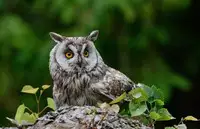 [Komiya Yuuta] Yume de Oai Shimashou. (Web Manga Bangaichi Vol. 13) [Chinese] [虎斑木菟漢化]