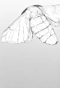 (COMIC1☆9) [Sakekan Memorial (SOLOPIPB)] Shiragasane -Tamoto- | Layers of White 2 [English] [rampantserenity]