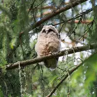 [Shiina] Noraneko Shoujo to no Kurashikata Ch. 4-15 [Chinese] [虎斑木菟漢化] [Digital]