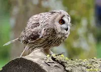 [Shiina] Noraneko Shoujo to no Kurashikata Ch. 4-15 [Chinese] [虎斑木菟漢化] [Digital]